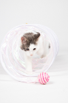een kat speelt met Kennedy kattentunnel een kat speelt met Kennedy kattentunnel