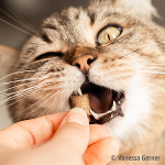 Katten zijn dol op Mac's Shakery snacks