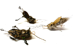 Purrs Ickle Crickets ClipOn